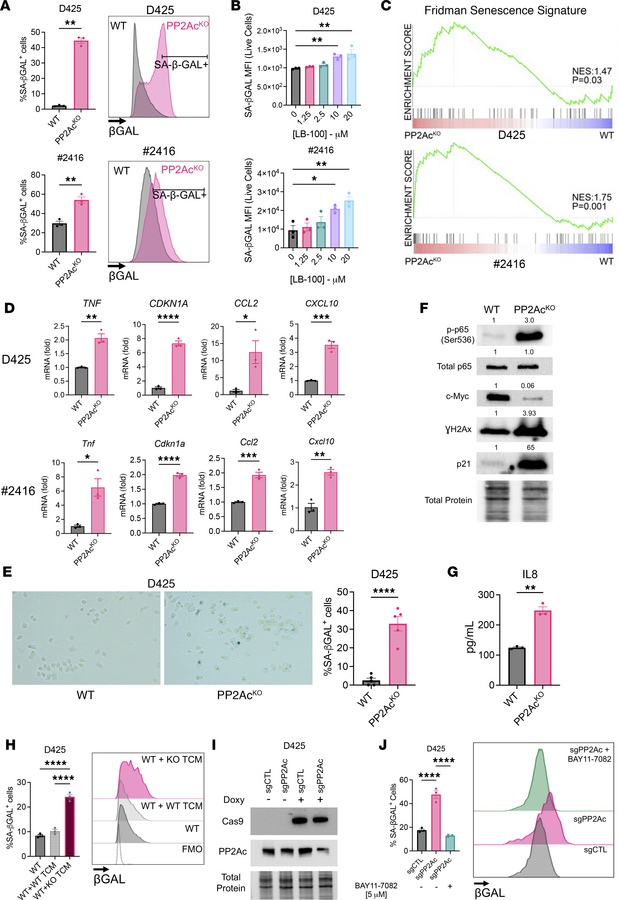 Loss of PP2Ac induces cellular senescence in MB cells.
(A) Flow cytometr...