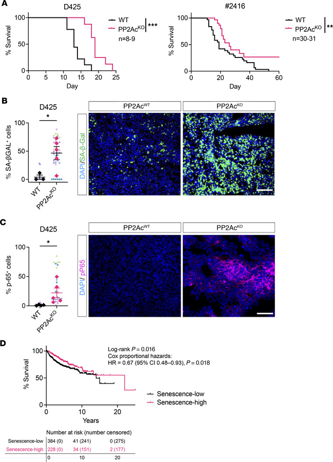 PP2Ac deficiency promotes tumor cell senescence and prolongs survival in...