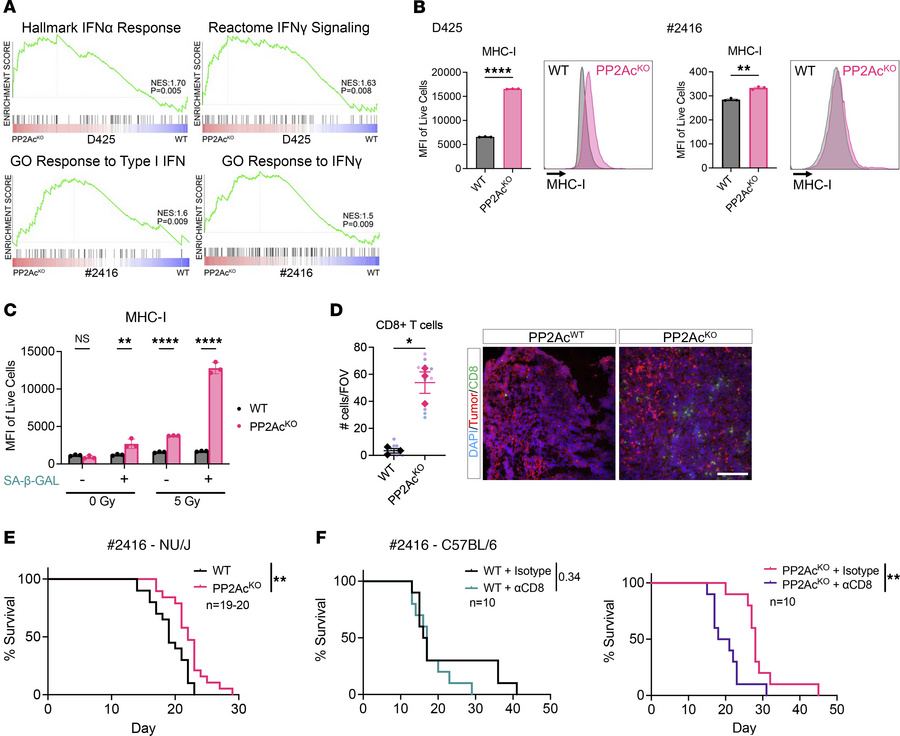 PP2Ac deficiency enhances immunogenic senescence in MB tumors.
(A) GSEA ...
