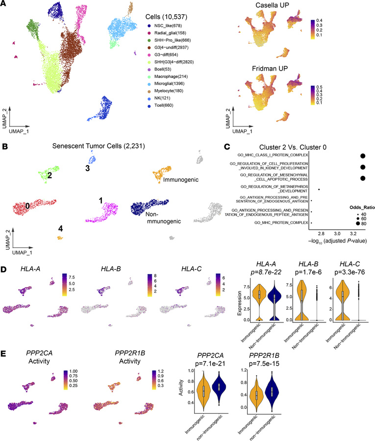 Low PPP2CA and PPP2R1B activity is associated with an immunogenic senesc...