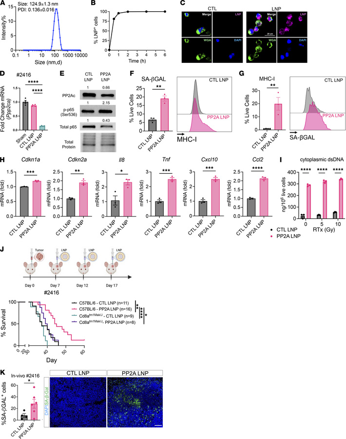 Local delivery of LNP-siPP2Ac promotes tumor immunogenicity in MB.
(A) (...