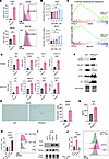 Loss of PP2Ac induces cellular senescence in MB cells.