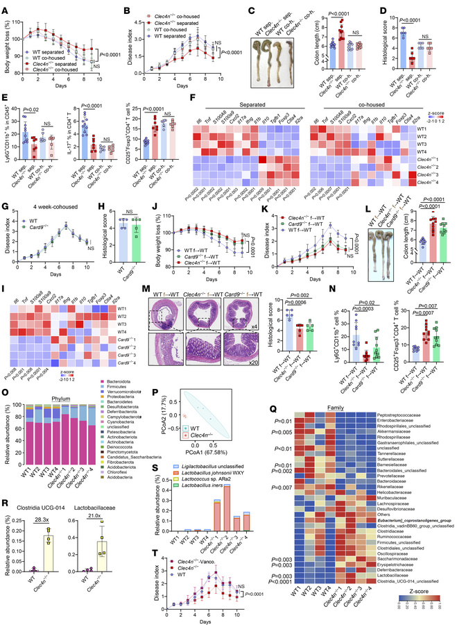 Dectin-2/calprotectin axis restricts intestinal colonization of L.j. WXY...