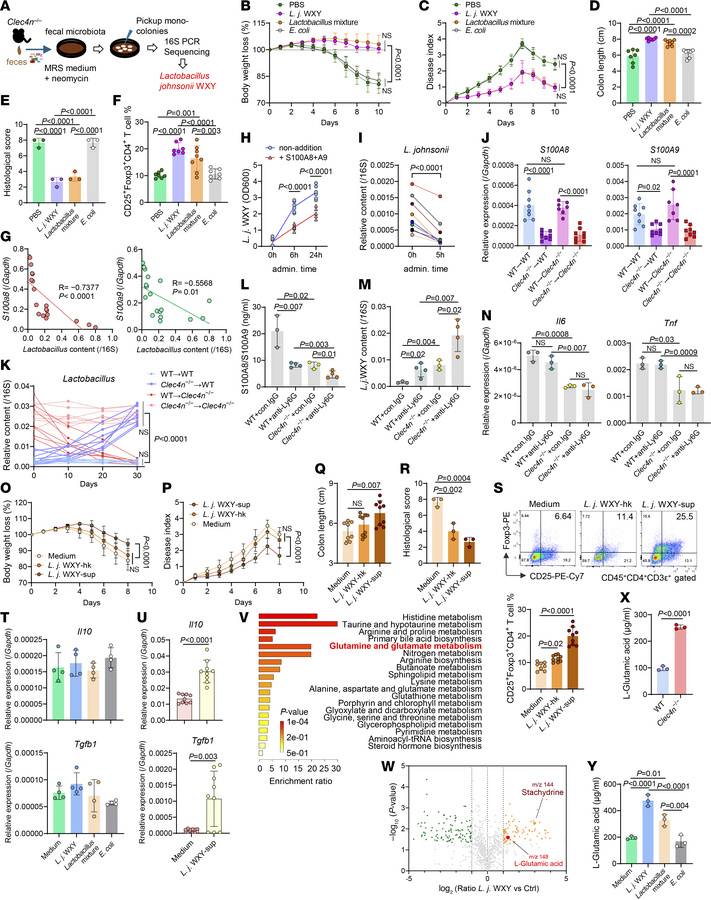 Attenuation of fungus-promoted colitis in Dectin-2–deficient mice is dep...