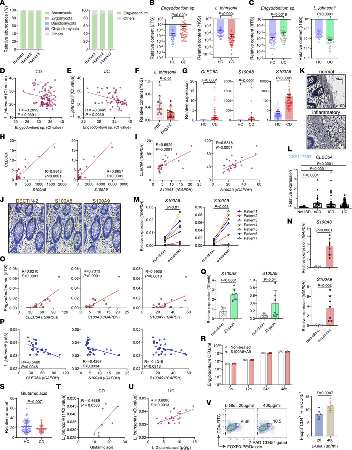 The Engyodontium–DECTIN-2 axis in the pathogenesis of human IBD.
(A) Phy...