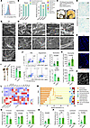 Engyodontium sp. colonization modifies intestinal immune profiles and comme