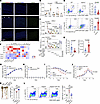 Engyodontium induces epithelial chemokine production to recruit neutrophils
