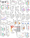 Attenuation of fungus-promoted colitis in Dectin-2–deficient mice is depend