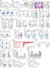 Glutamic acid secreted by L.j. WXY attenuates colitis by promoting Treg exp