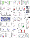 The Engyodontium–DECTIN-2 axis in the pathogenesis of human IBD.