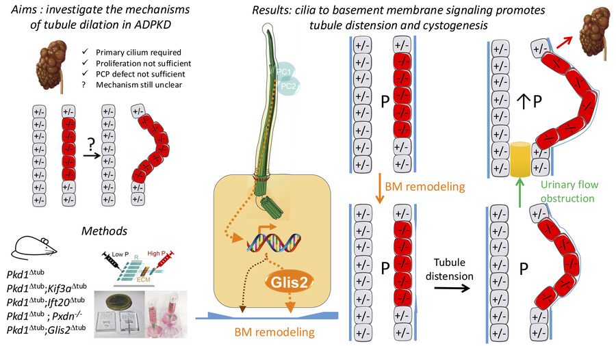 graphical abstract