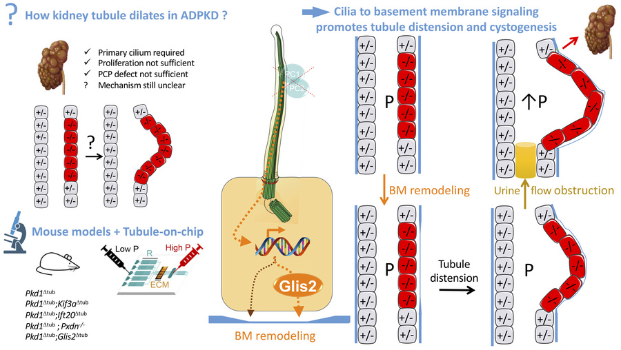graphical abstract