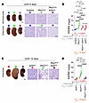 Ureteral obstruction triggers explosive cystogenesis in Pkd1Δtub distal tub