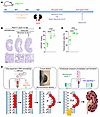 Transient obstruction triggers irreversible cystogenesis in Pkd1Δtub mice.