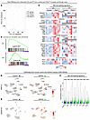 Transcriptomic profiling of microdissected PTs and CDs identifies a BM remo