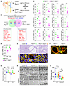 The primary cilium is instrumental in the induction of TBM remodeling genes