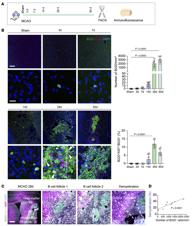 B lymphocytes massively accumulate into the ischemic lesions.
(A) Schema...