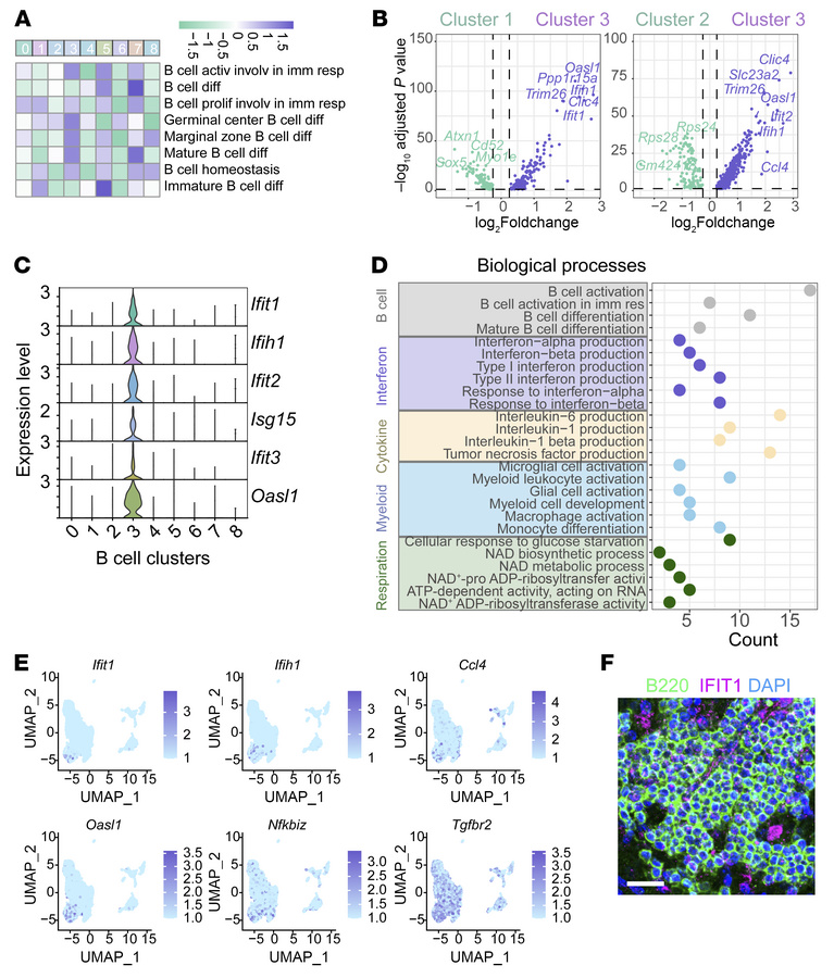 IFN-related signaling pathways and the relationships with B lymphocyte b...