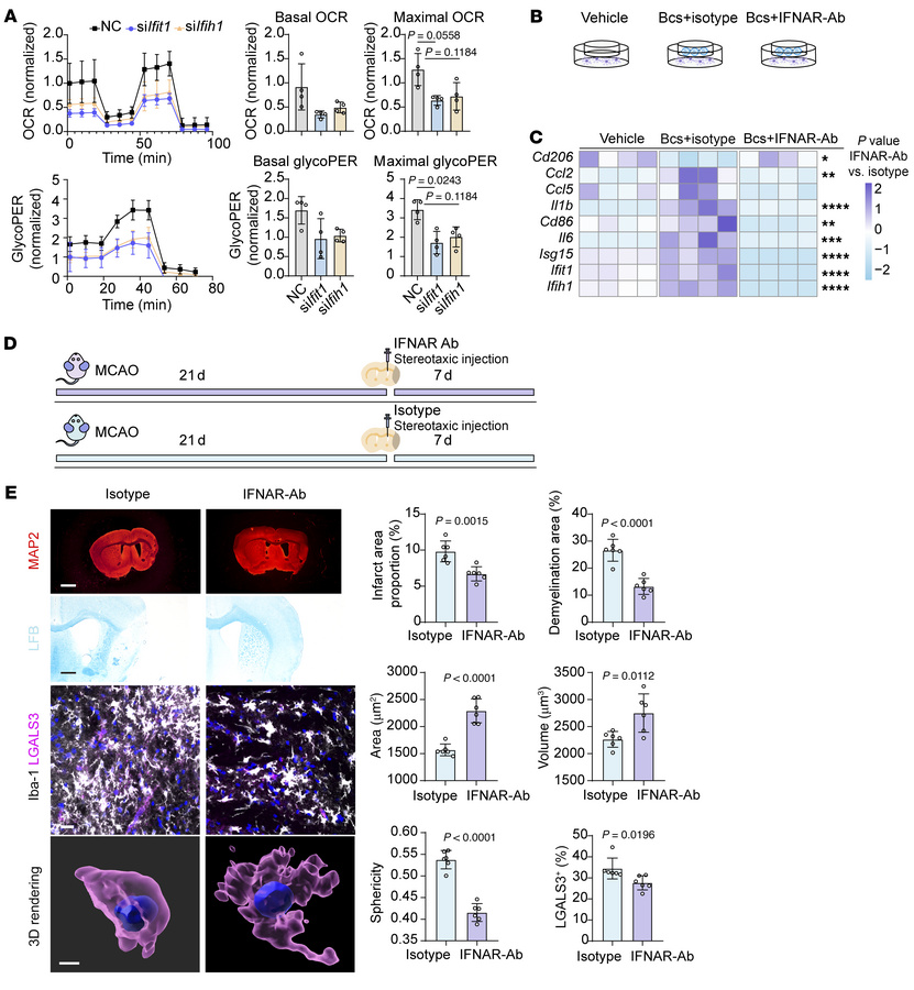 IFN-related signaling pathways drive the detrimental effects of B lympho...