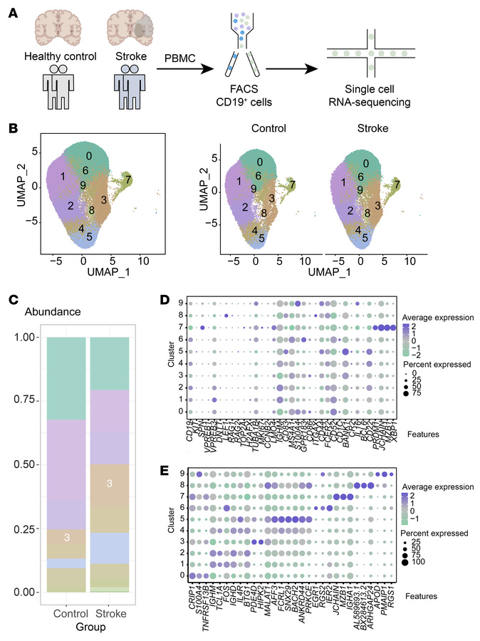 Validation of IFN-related signaling pathways in human PBMC samples of is...