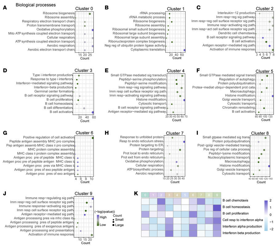 Validation of IFN-related signaling pathways in human PBMC samples of is...
