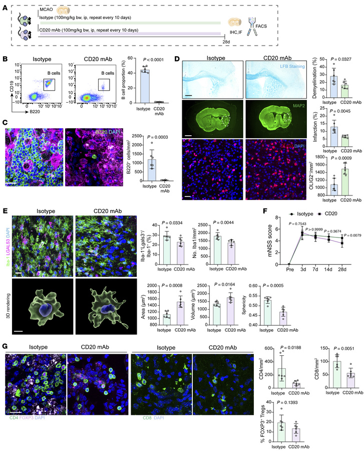 B lymphocytes depletion with anti-CD20 mAb reduces ischemic stroke injur...