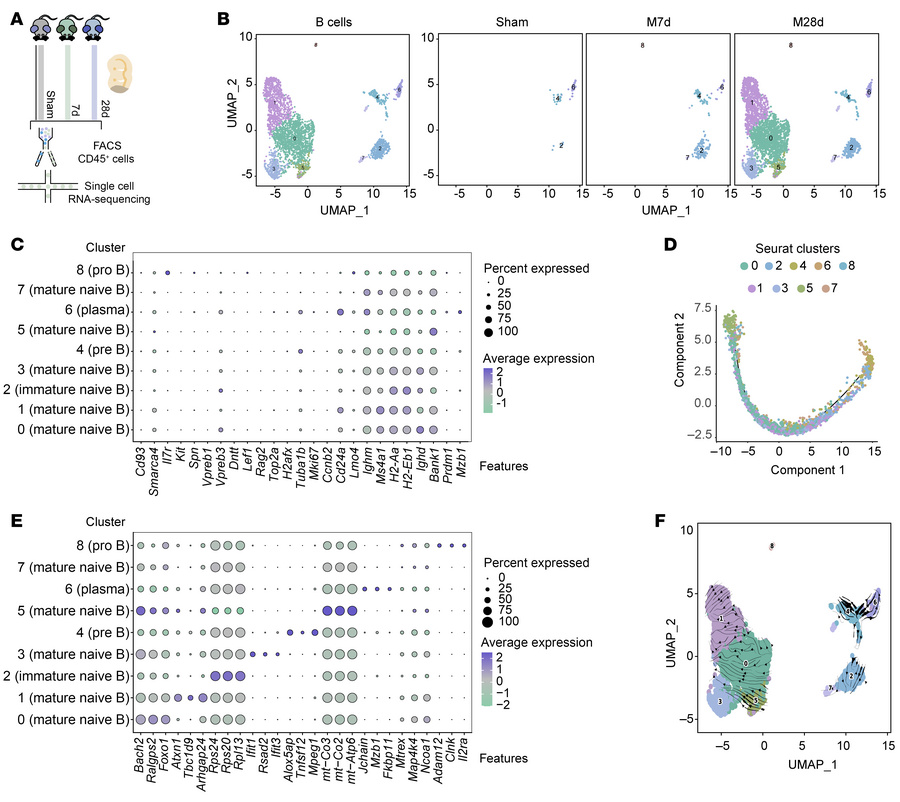 Transcriptional profiles of B lymphocytes in cerebral ischemic lesions a...