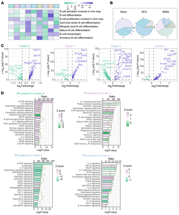 Biological functions of B lymphocytes based on transcriptional character...