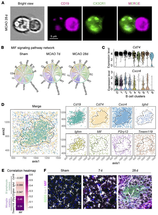 MIF-CD74/CXCR4 signaling pathway orchestrates interactions between micro...