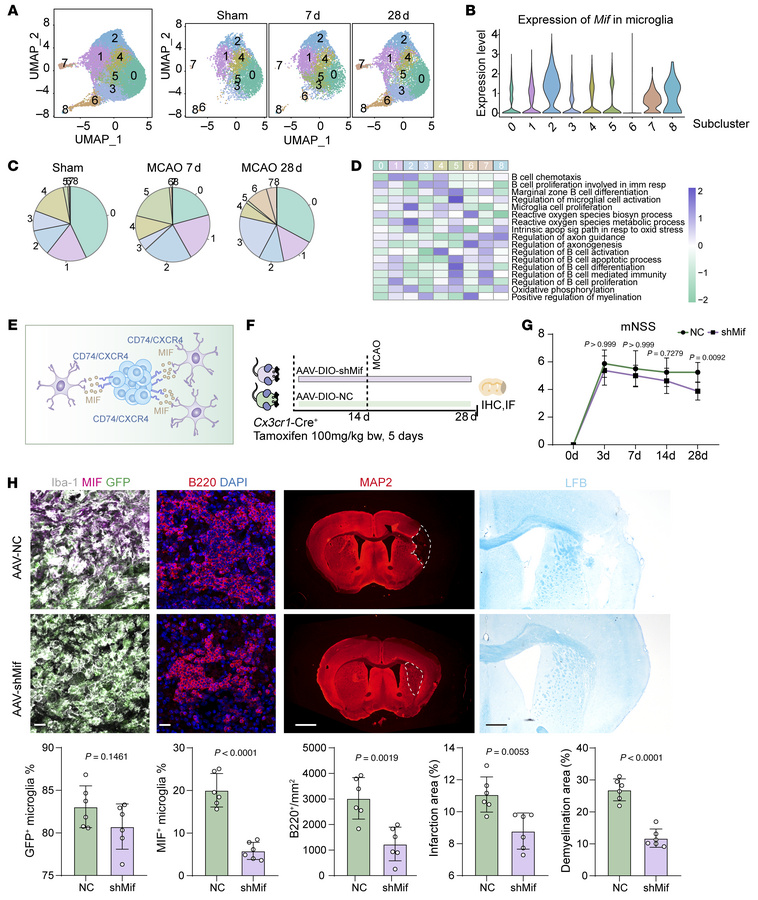 Effects of MIF-CD74/CXCR4 signaling pathway on ischemic stroke.
(A) UMAP...