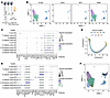 Transcriptional profiles of B lymphocytes in cerebral ischemic lesions afte