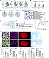 Effects of MIF-CD74/CXCR4 signaling pathway on ischemic stroke.