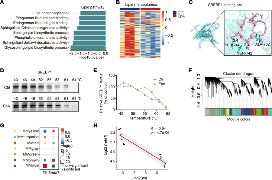 SREBP1 is an additional EpA target in Th9 cells.
(A) Pathway analysis of...