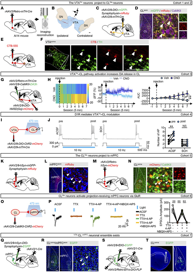 The VTATH–CLGlu–mPFC circuit and the VTA–CL–mPFC neuronal ensemble.
(A) ...