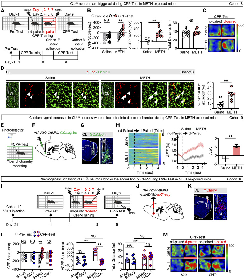 The CLGlu neurons are involved in the retrieval of METH-induced reward m...