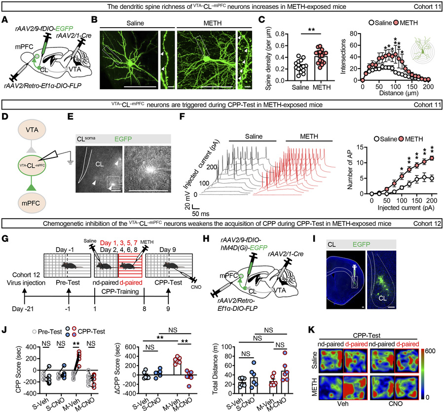 The VTA–CL–mPFC neuronal ensemble mediates the retrieval of METH-induced...