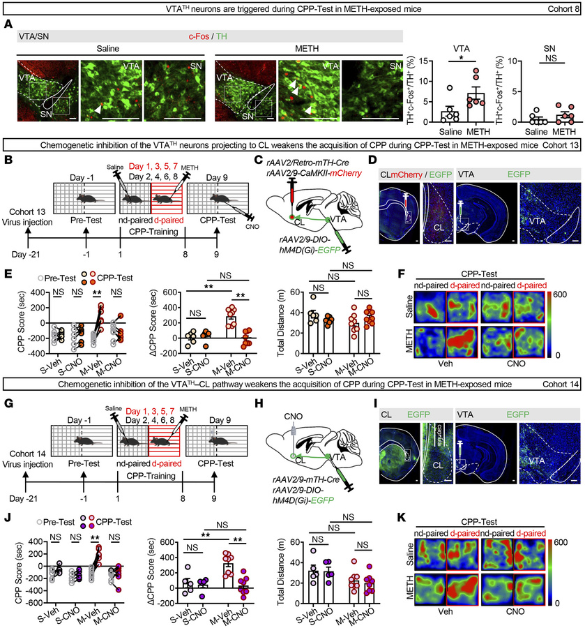 The VTATH–CL pathway contributes to the retrieval of METH-induced reward...