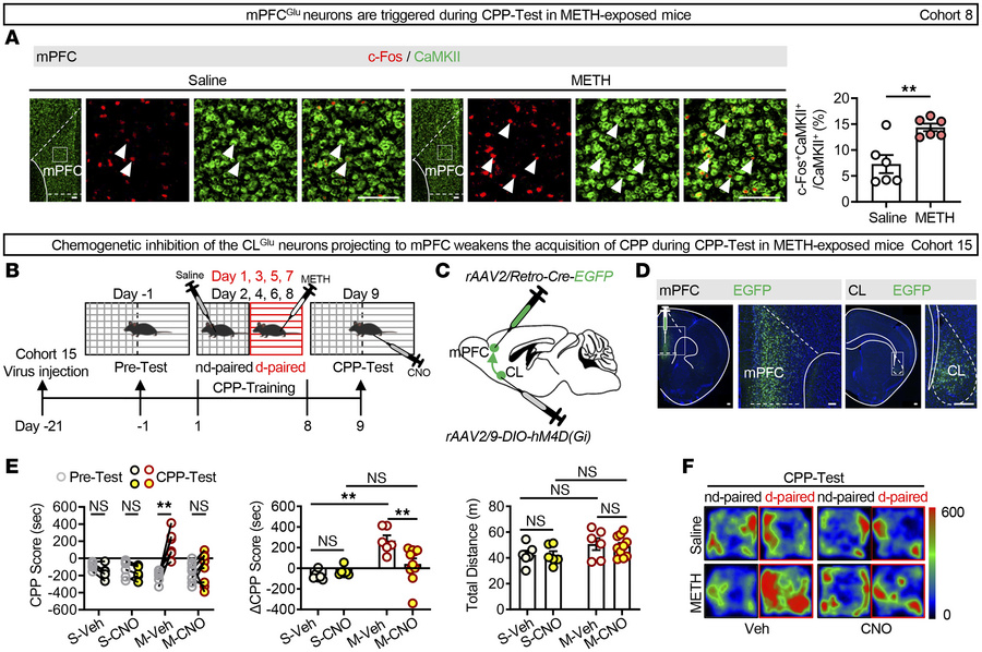 The CLGlu–mPFC pathway contributes to the retrieval of METH-induced rewa...