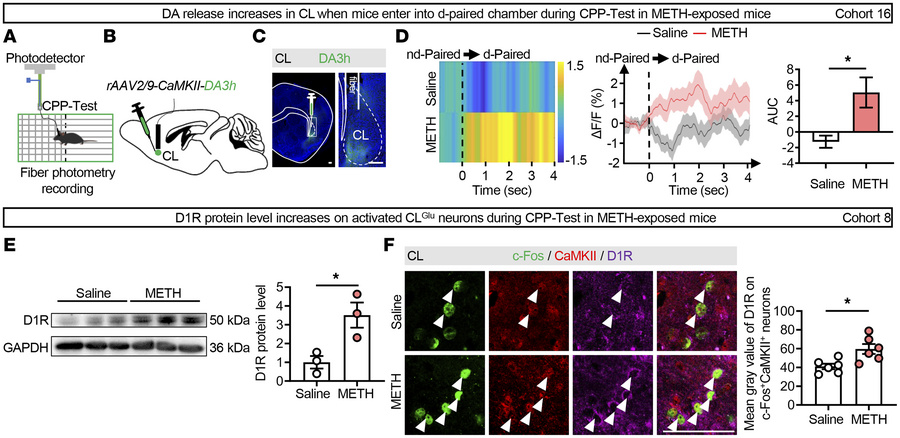 The DA release and D1R levels on CLGlu neurons increase during the retri...