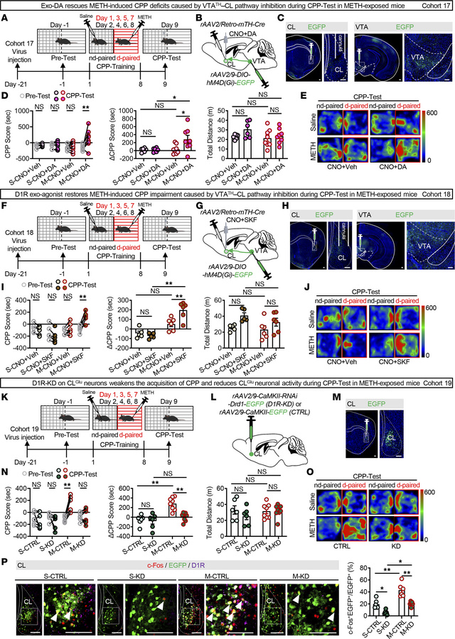 DA signaling along the VTATH–CL pathway is crucial for the retrieval of ...