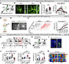 The VTA–CL–mPFC neuronal ensemble mediates the retrieval of METH-induced re