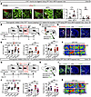 The VTATH–CL pathway contributes to the retrieval of METH-induced reward me