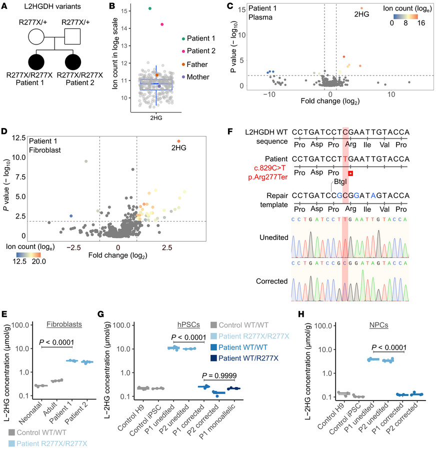 An isogenic, patient-derived iPSC system to study L2HGDH deficiency.
(A)...
