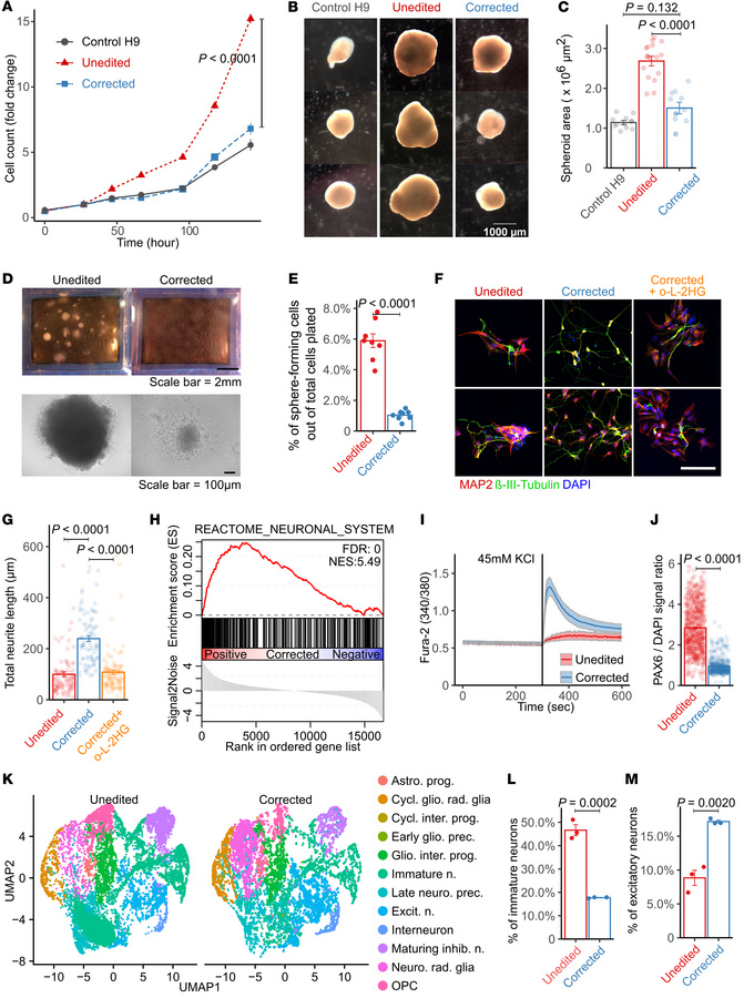 L-2HG accumulation enhances NPC proliferation and self-renewal while inh...