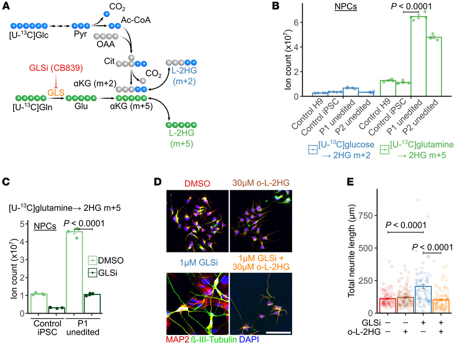 Suppressing L-2HG synthesis improves neurite formation in L2HGDH-deficie...