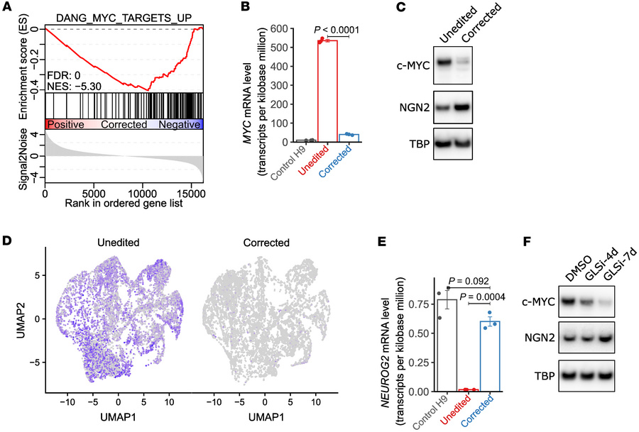 Increased MYC expression in L2HGDH-deficient NPCs and cortical spheroids...