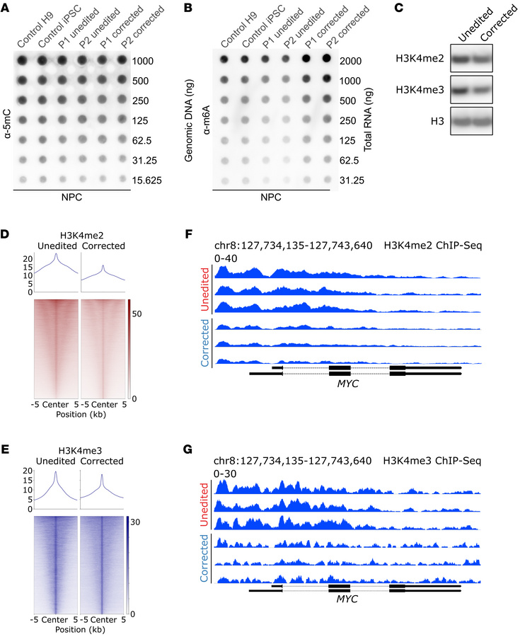 Increased activating histone methylation marks H3K4me2 and H3K4me3 at th...
