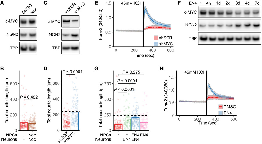 c-MYC depletion restores neuronal differentiation in L2HGDH-deficient NP...
