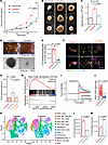 L-2HG accumulation enhances NPC proliferation and self-renewal while inhibi