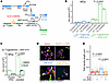 Suppressing L-2HG synthesis improves neurite formation in L2HGDH-deficient